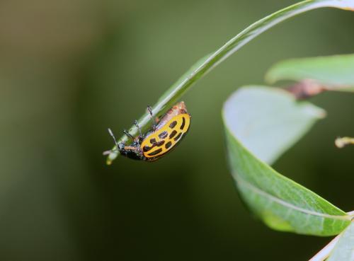 Chrysomela vigintipunctata